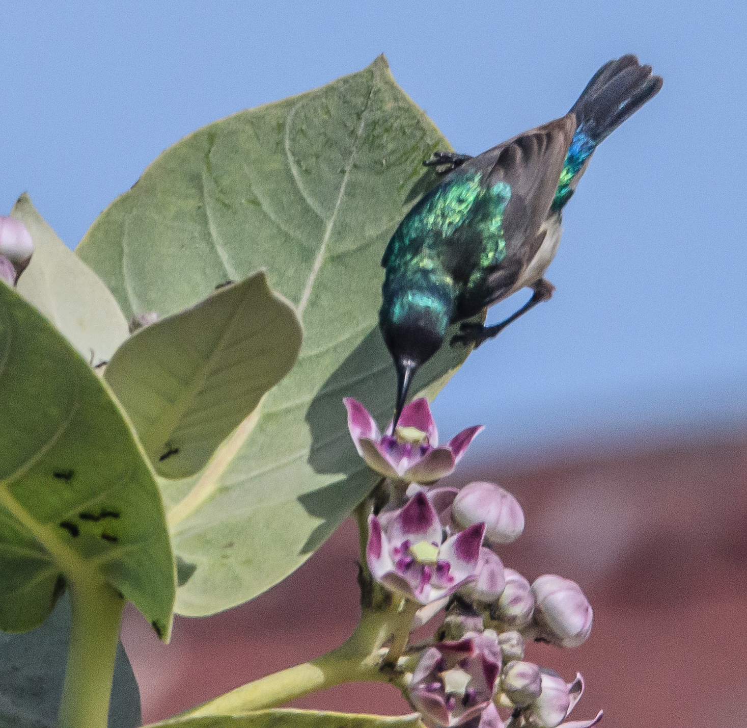 Souimanga à ventre jaune (Variable sunbird, Cinnyris venustus), mâle nuptial, Technopole de Dakar-Pikine, Sénégal.